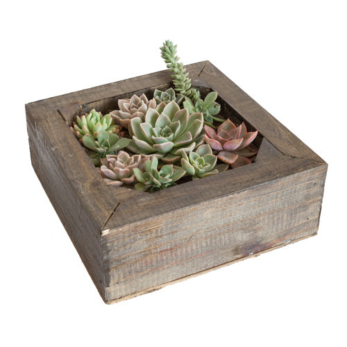 cactus box